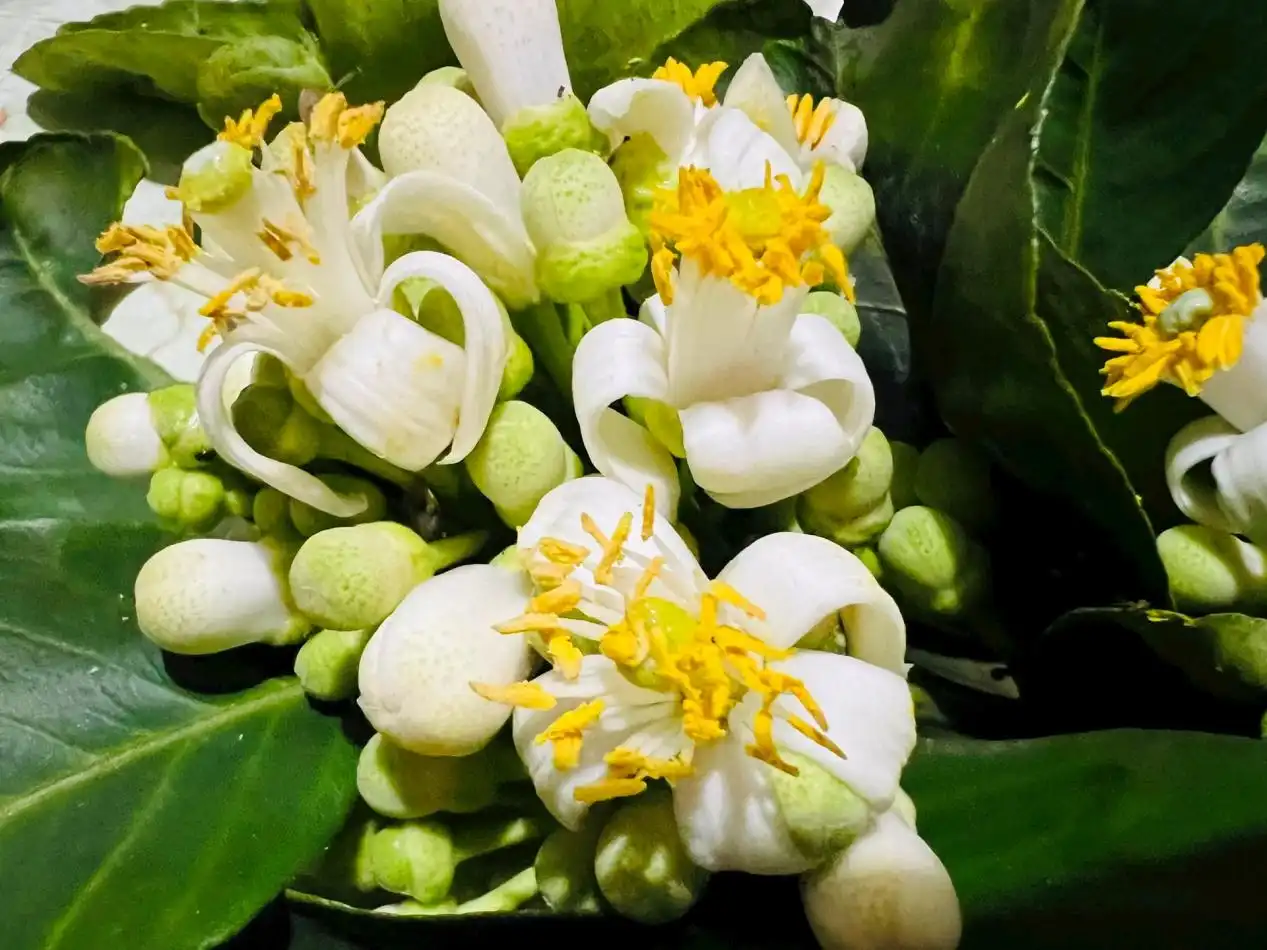 Hoa bưởi: Những lợi ích sức khỏe ít người biết- Ảnh 1.